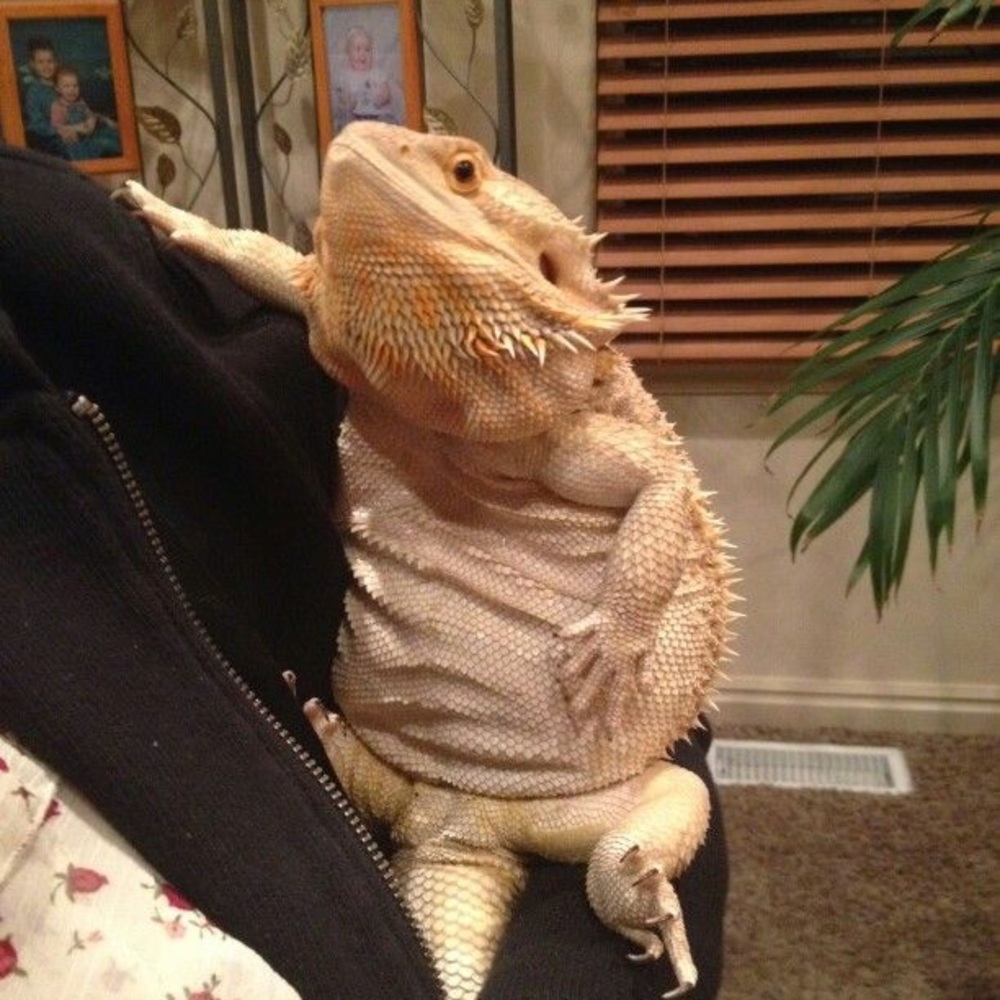 Meet your Posher, Stella